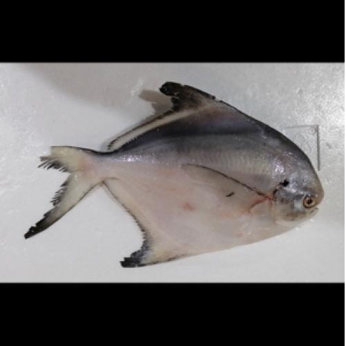 Frozen pomfret-about 300-400g