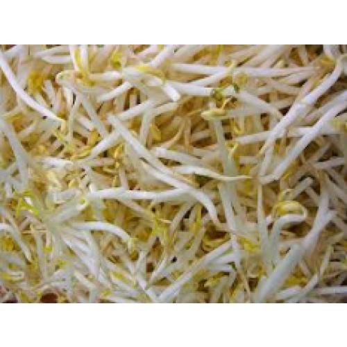 Bean sprout-/500g