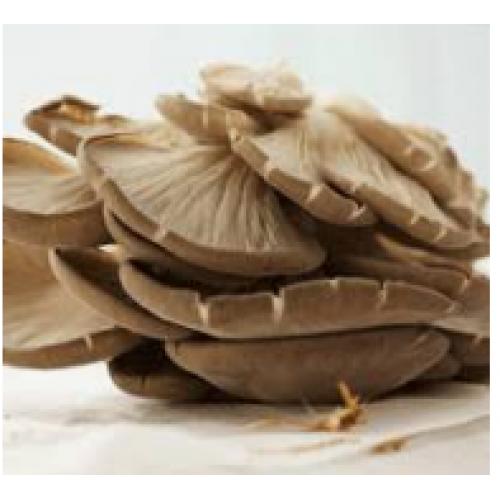 oyter mushroom-340g