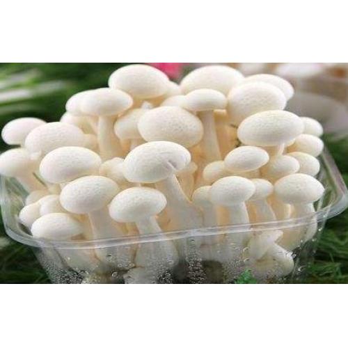  White Shataki-150g