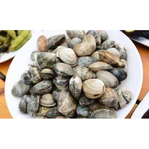 Fresh clam-1kg