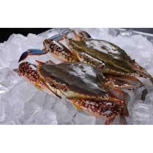 Swimming crab-two pcs(480- 500g)