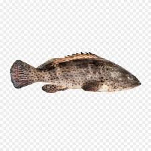 Groupers -810g