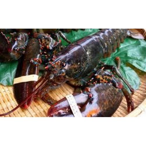 Canadian Lobster-about700- 800g/each