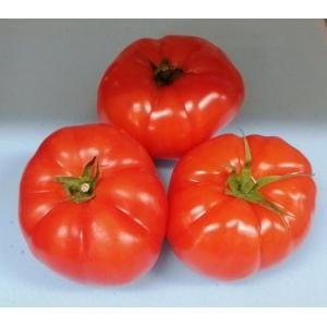 Beef tomato-2pcs