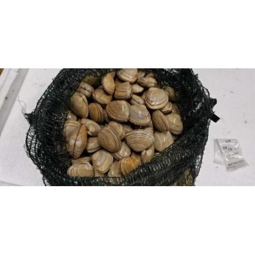 Venus Clam-1kg