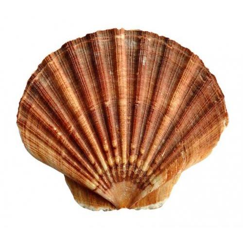 M  Scallop（6个）