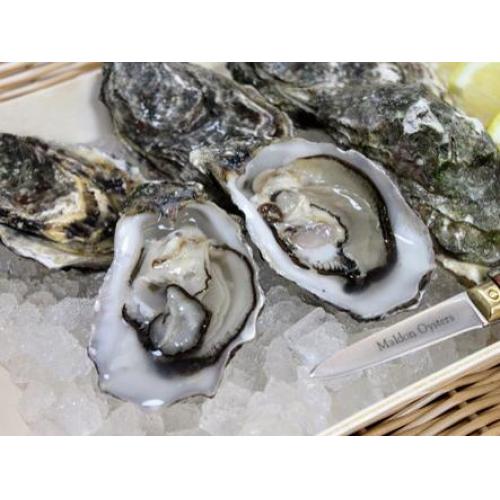 Maldon Oyster-25pcs