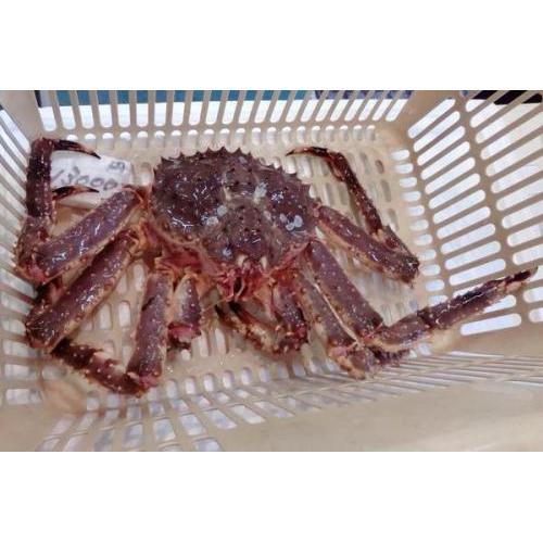 King Crab/ kg（2.5--4.5)kg each