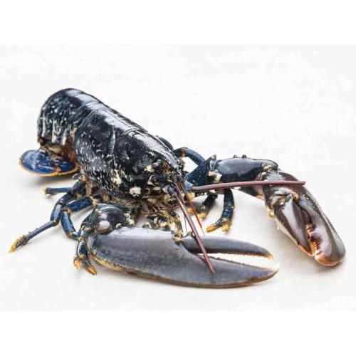 Scotland live Lobster-700-800g/each