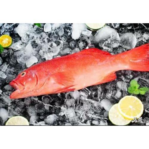 Red Grouper-700g